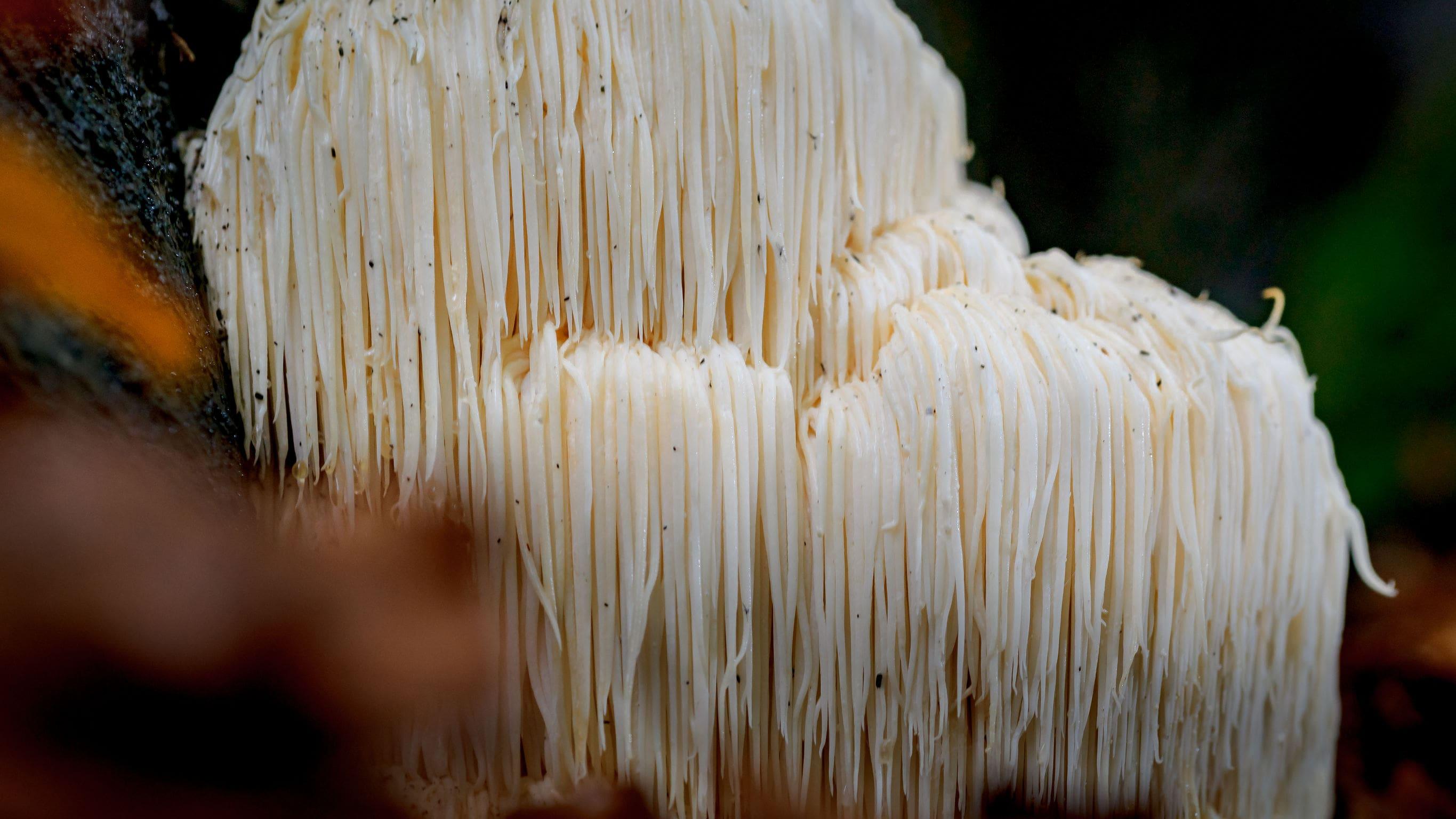 Brain-friendly Lion's Mane Mushrooms